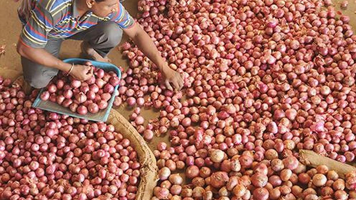 Onion export prohibited until further notice The Hindu