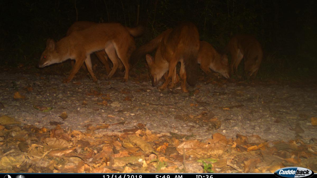 Prey, habitat dictate dhole-tiger coexistence: Study 