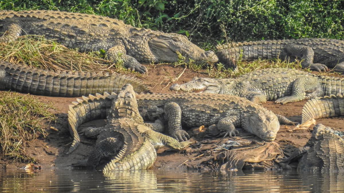 Crocodiles yield to flower power, study finds 