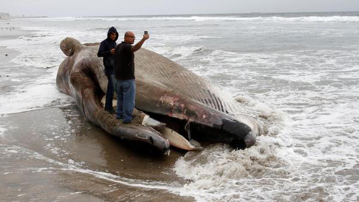 Whale dies in Thailand after swallowing 80 plastic bags - The Hindu