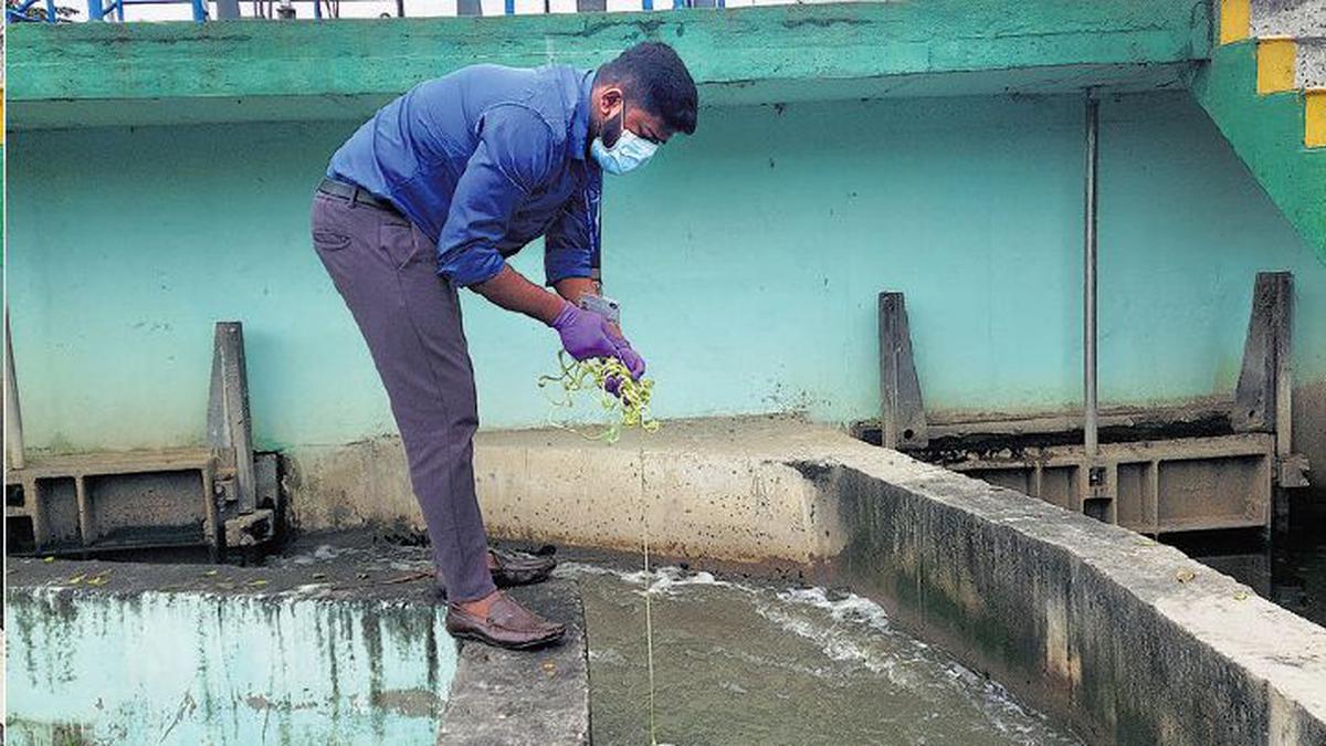 Should India study wastewater to track malaria, dengue?