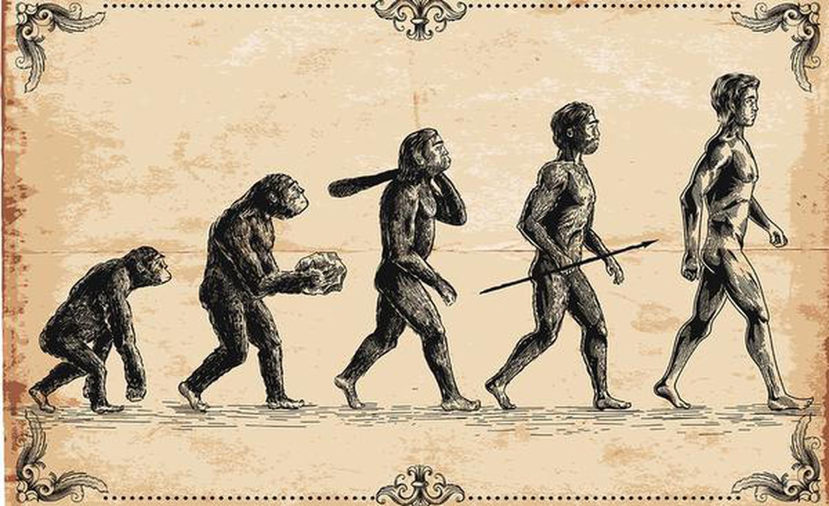 Human evolution