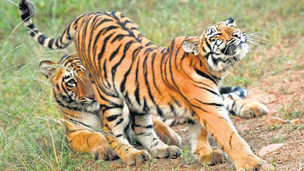 How the tiger can regain its stripes