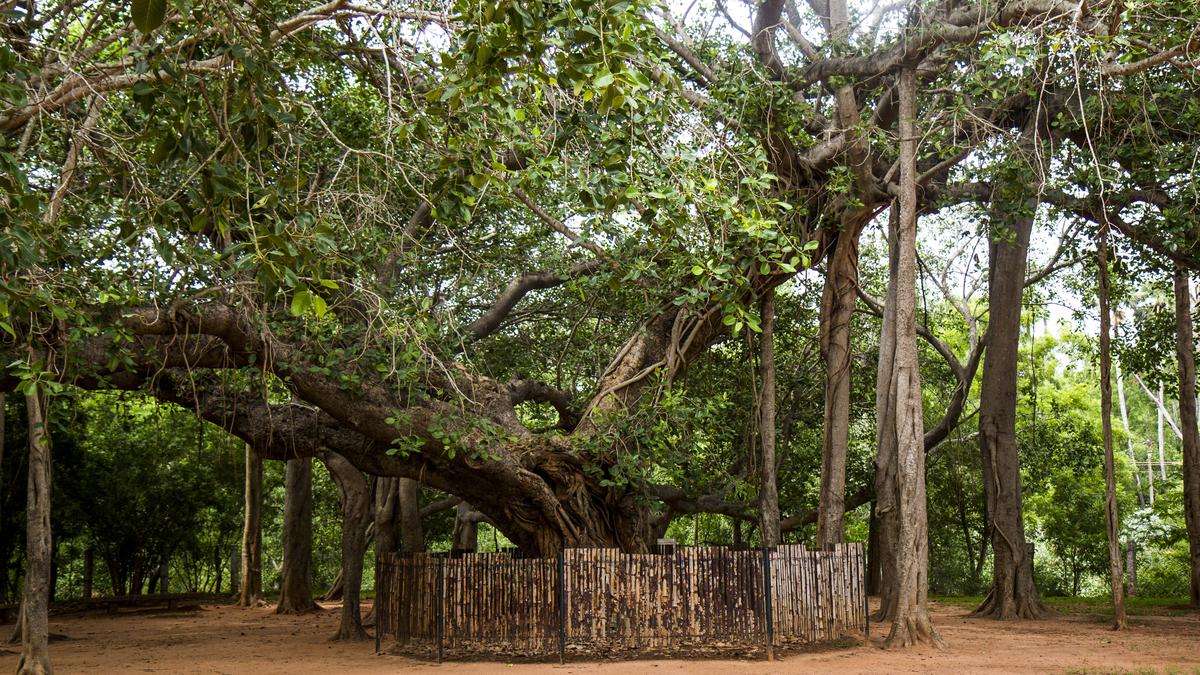 A case for the organic, harmonious growth of Auroville