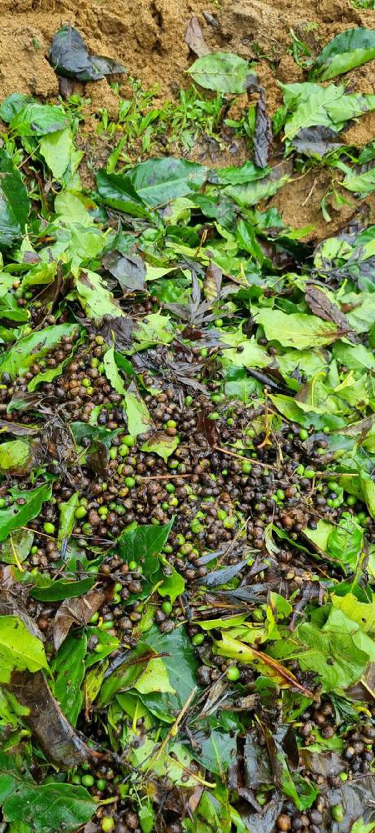 Torrential rains have left tender berries and leaves strewn everywhere. Photo: Special Arrangement