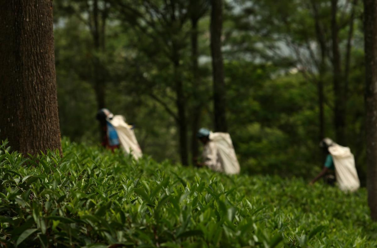 An uphill struggle in Sri Lanka’s tea country