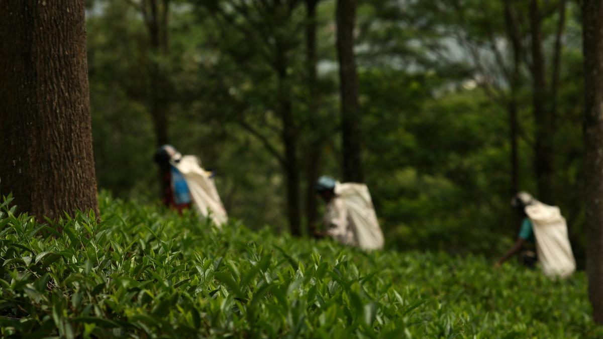 An uphill struggle in Sri Lanka’s tea country