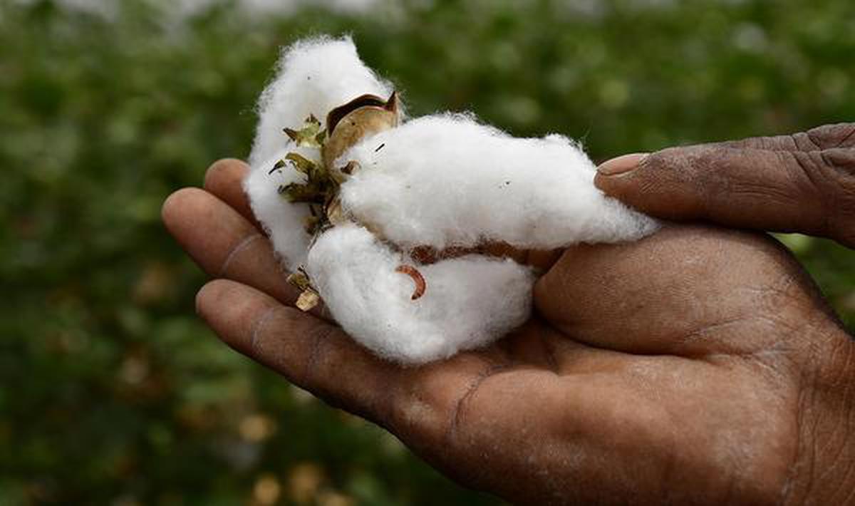 Cotton Curse: Damage by pink bollworm to Bt Cotton worst in two decades