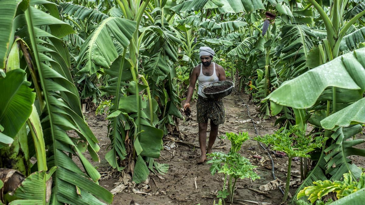 Natural farming in India, sprouting but still to grow deep roots