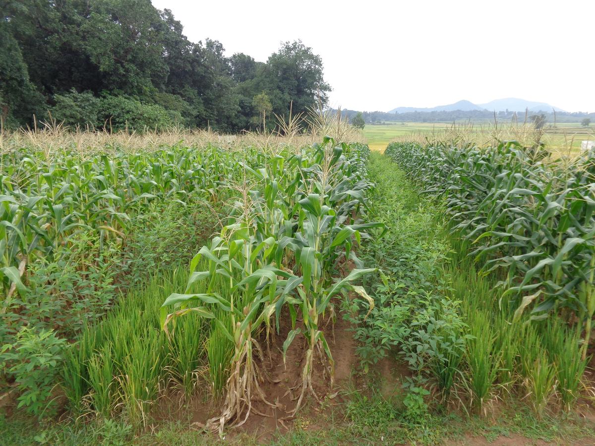 The transformation of Koraput’s tribal food basket - The Hindu
