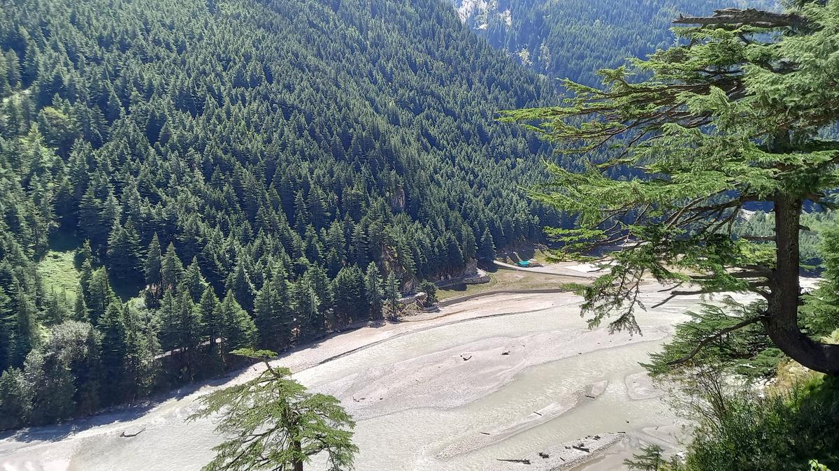 &lsquo;The unique antimicrobial qualities of Devdar trees fundamentally influence river ecology&rsquo;