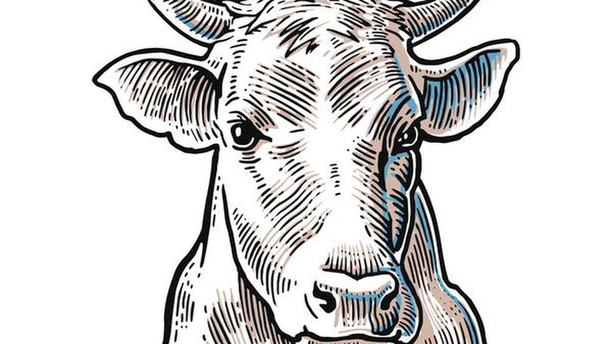 Declare cow the national animal, says Allahabad HC - The Hindu