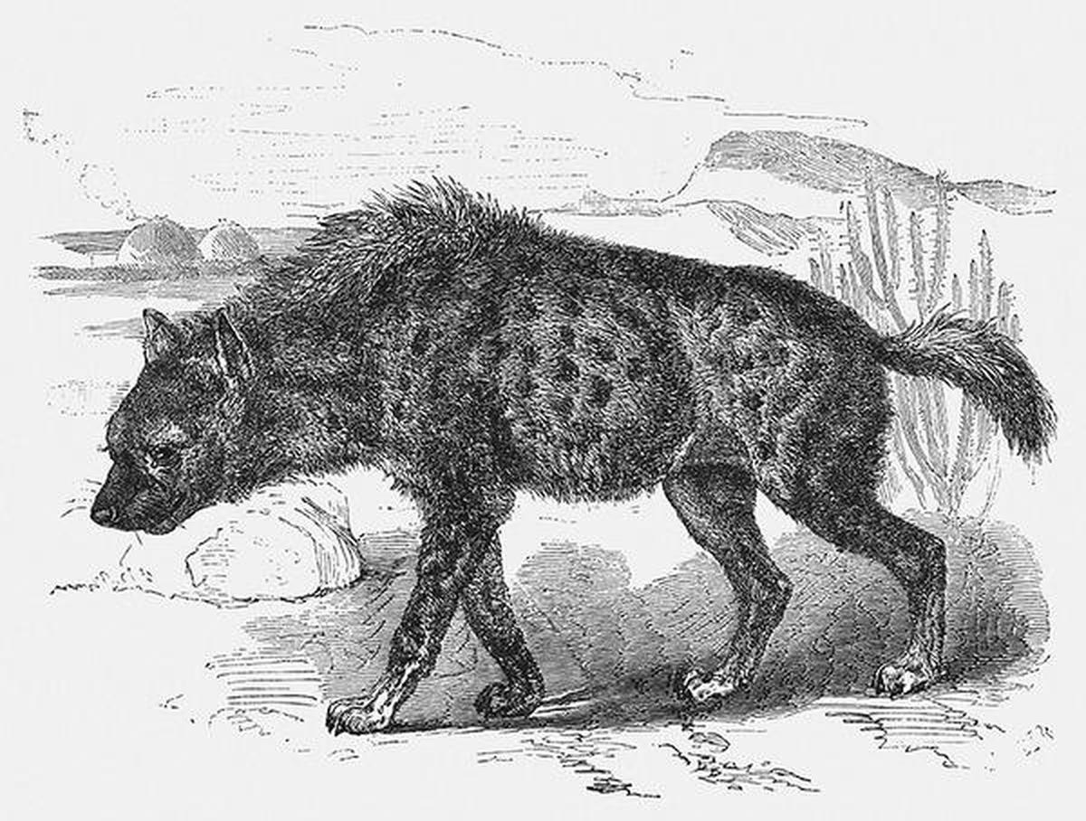 Гумилев гиена. Стихотворение гиена гумилев. Бестиарий гиена. Гиена гумилев похожие стихи. Гумилев гиена.