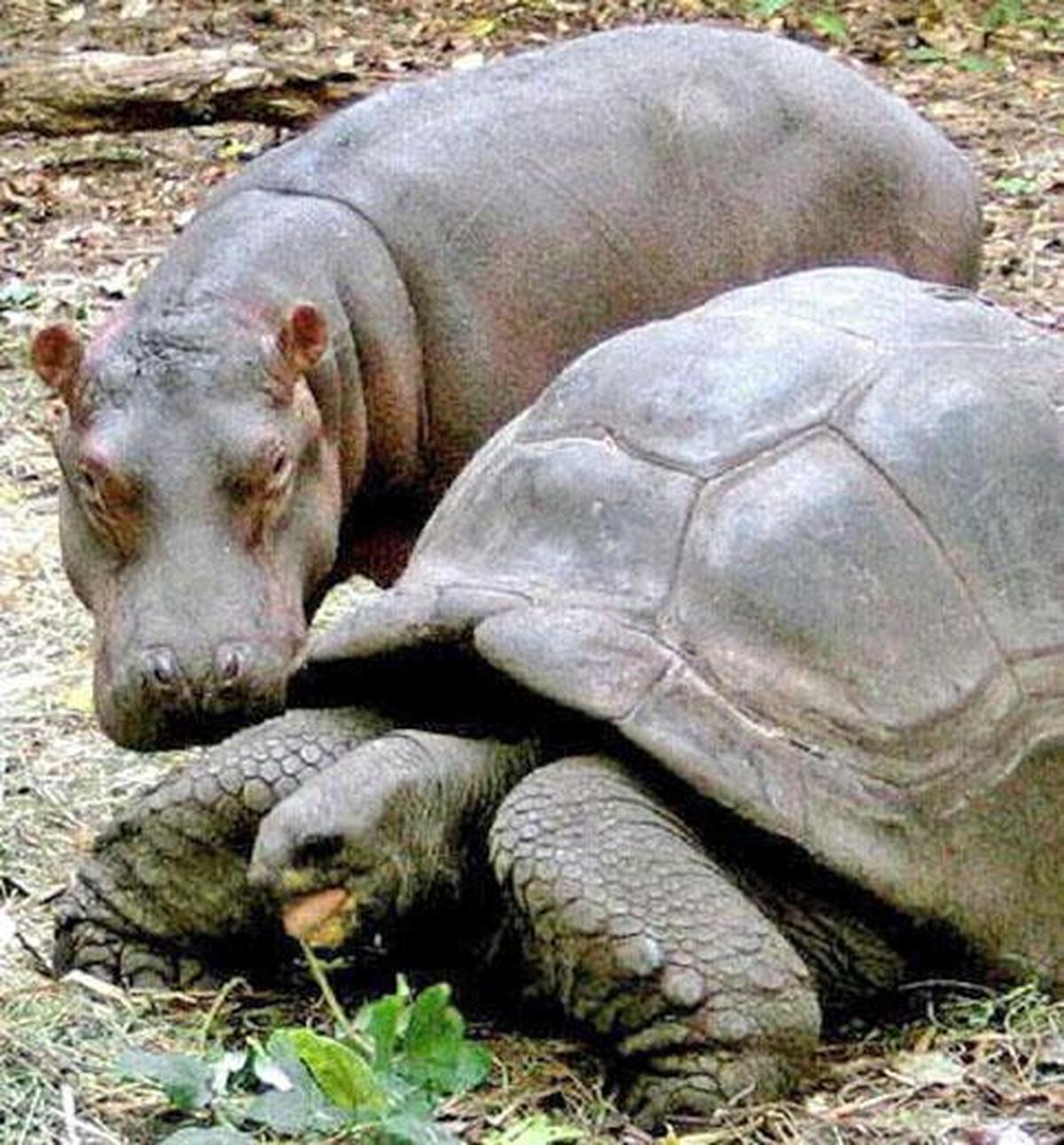 Tortoise And Hippo Update