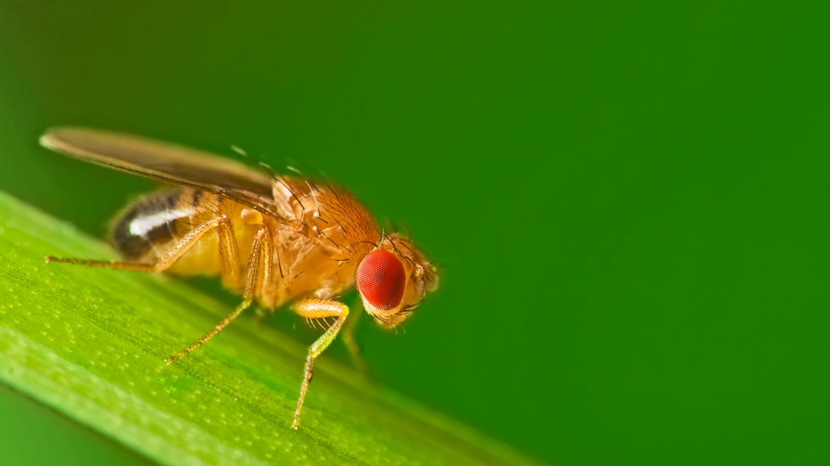 For Huntington’s disease clues, scientists are looking in fruit flies | Explained
Premium