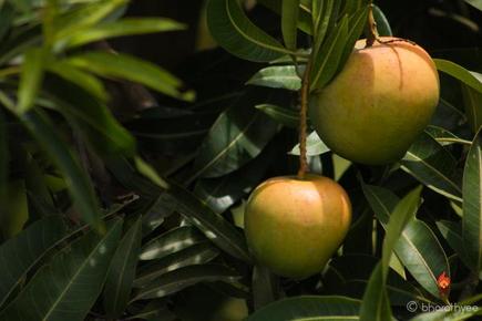 Mango Walk Fields Of Green And Gold The Hindu