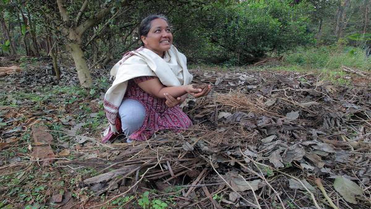 Organic farming: The food forest of Nayagarh