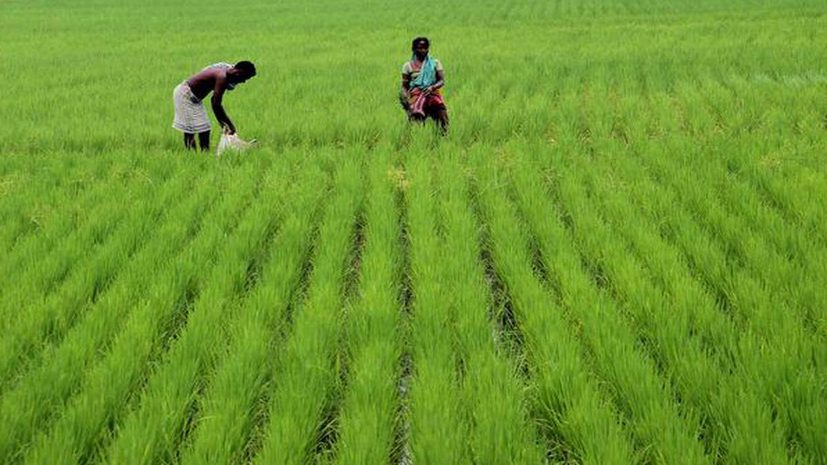 Record paddy harvest, lower oilseed production this kharif season