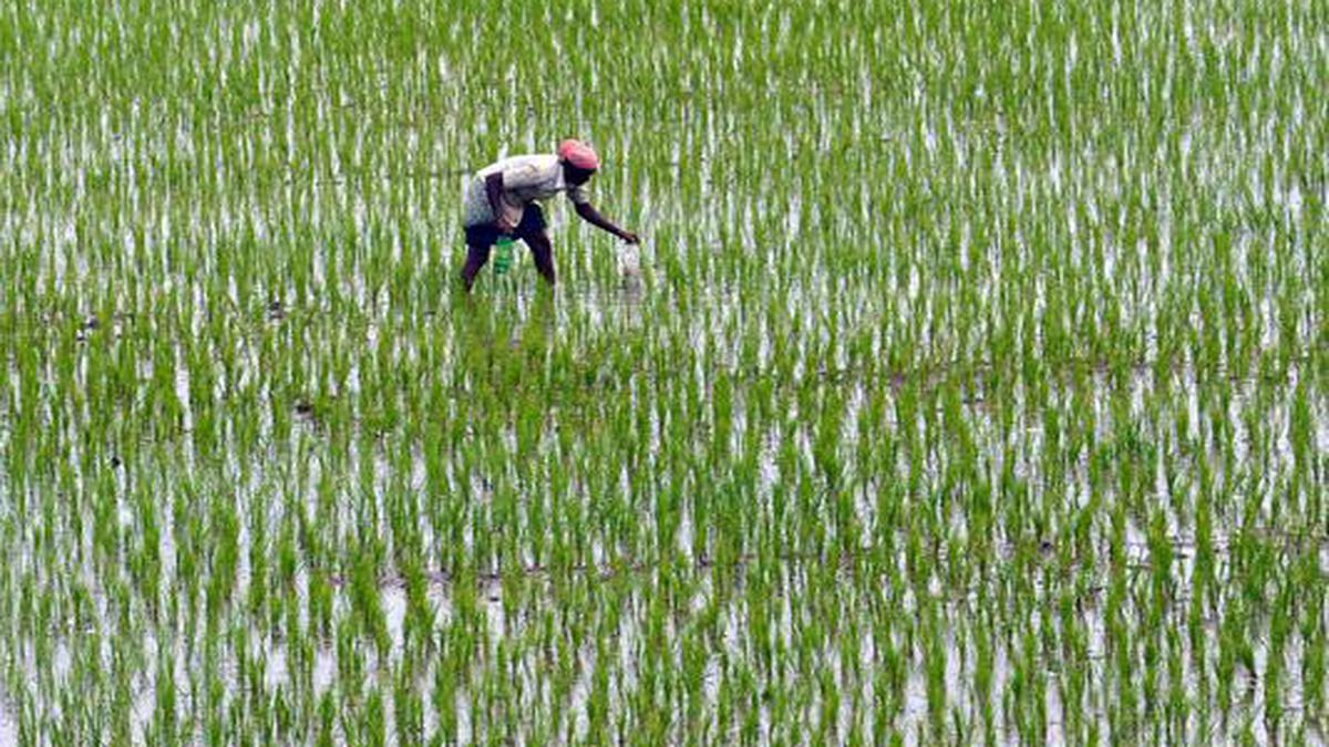 the-rice-that-changed-the-world-the-hindu