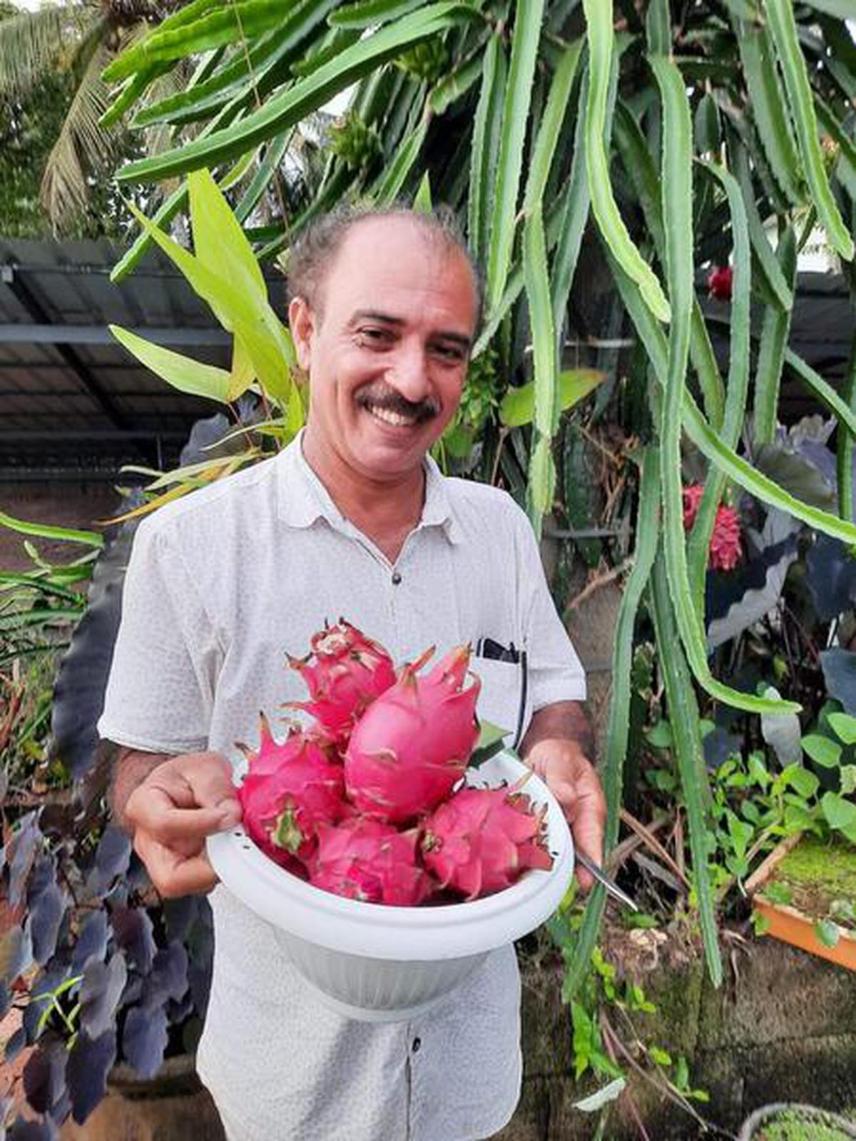 growing dragon fruit pots