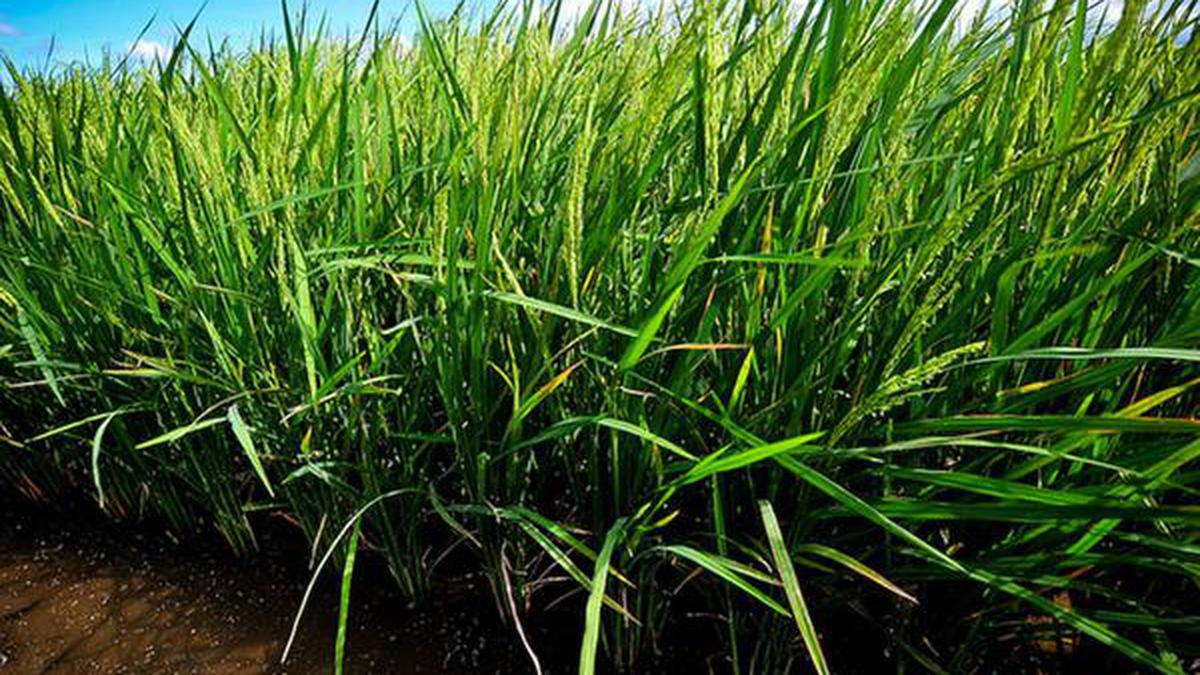 Explained | Is genetically modified rice grown in India?