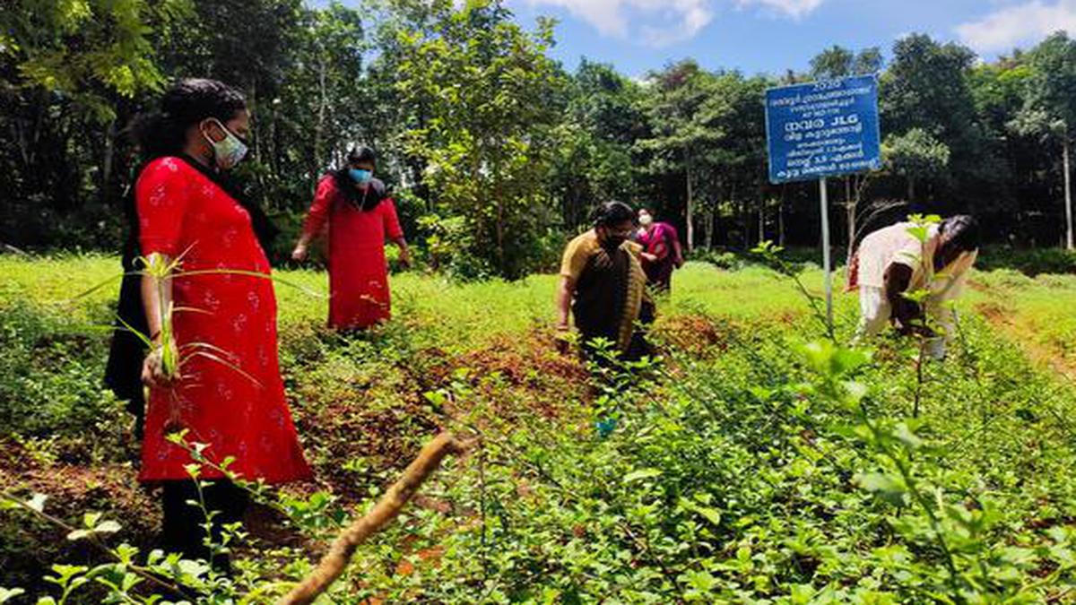 Kudumbashree units in Kerala promote medicinal plant cultivation