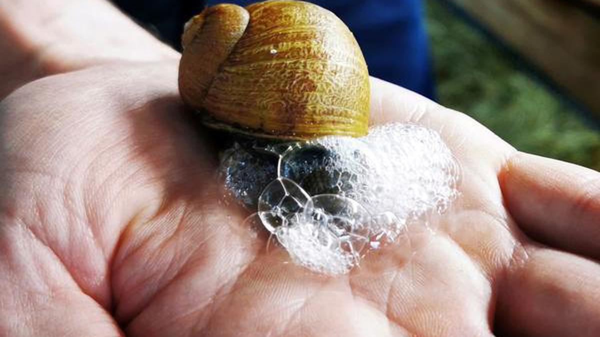 Would you wash with snail slime soap The Hindu