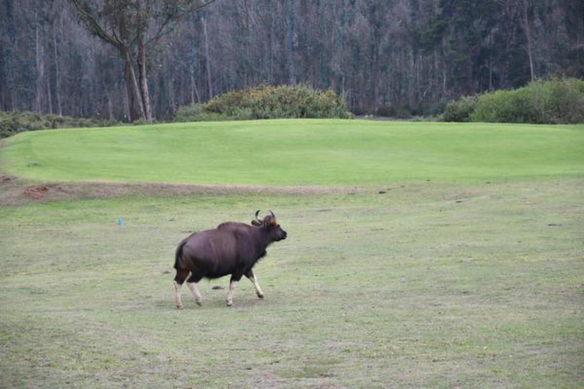 First estimation exercise of Indian gaur in Nilgiris in recent years - The  Hindu