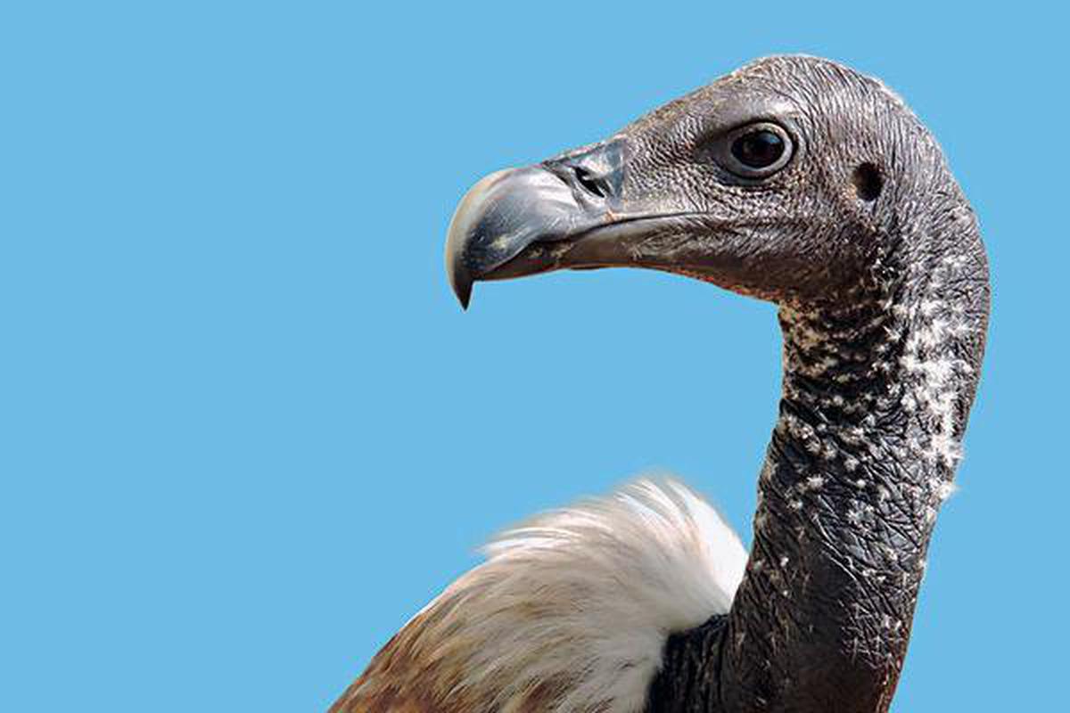 Vulture culture: How the bird was saved from extinction - The Hindu