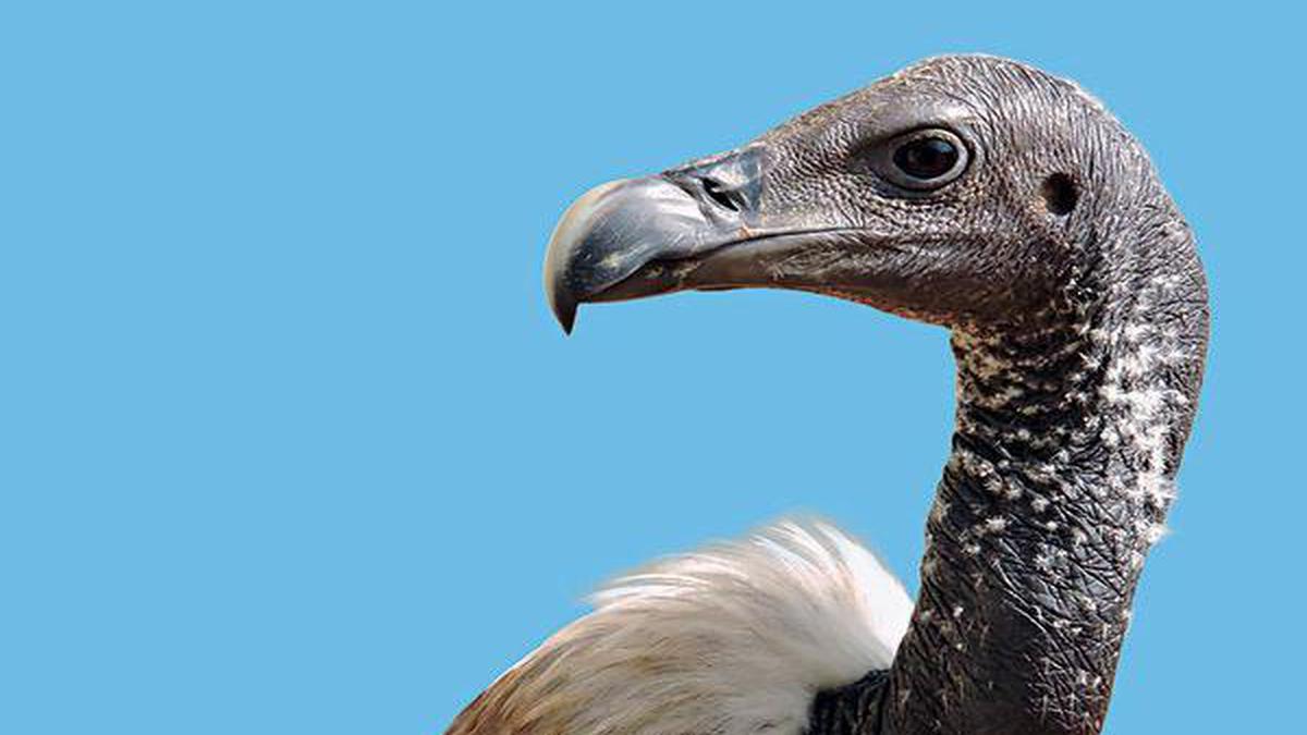 Vulture culture: How the bird was saved from extinction - The Hindu