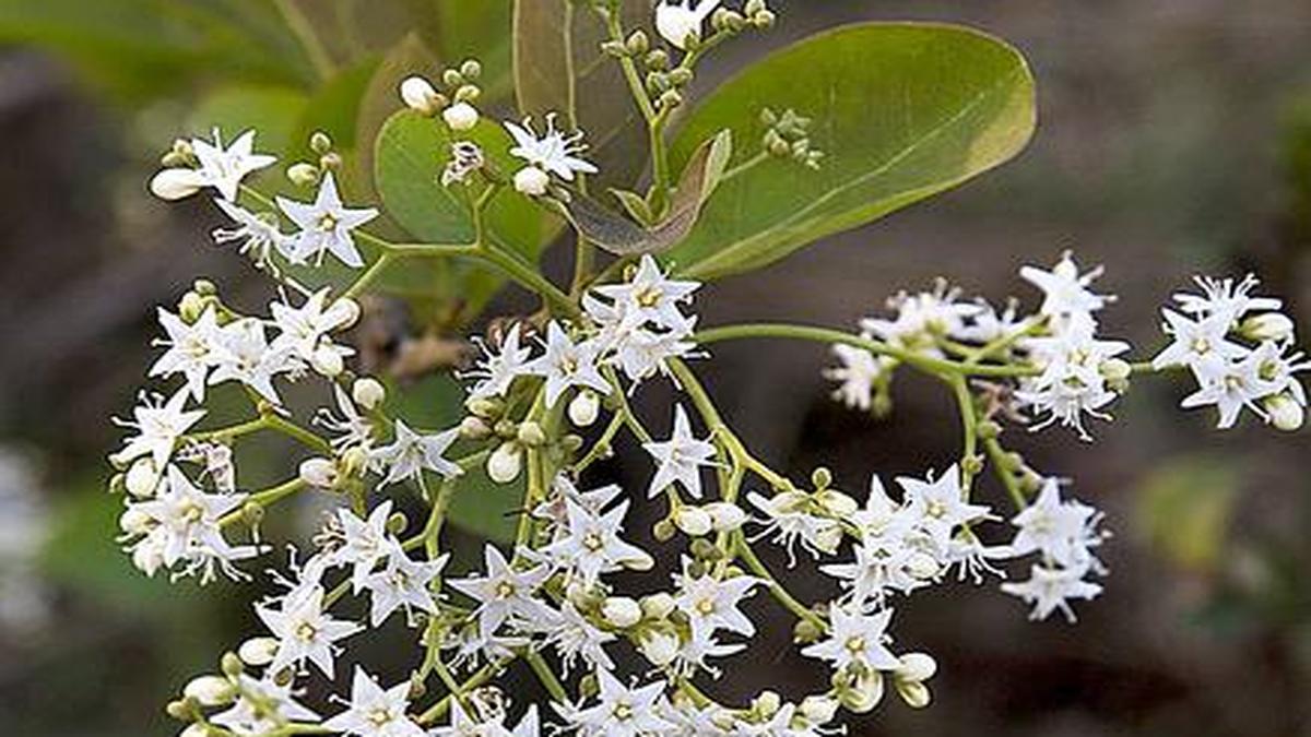 This native shrub is adding a touch of brightness to Delhi right now