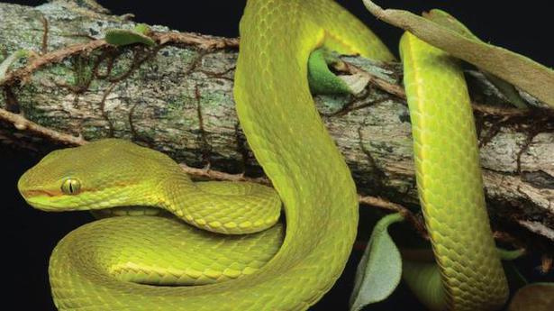On World Snake Day, call to develop effective antivenom