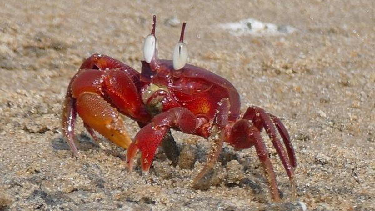 Who lives on Chennai’s beaches? The Chennai Coastal Biodiveristy Guide has the answer