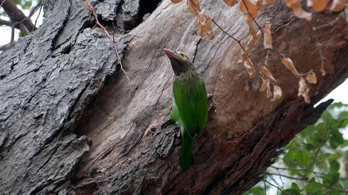 This bird can walk up a tree, hunting for insects The Hindu