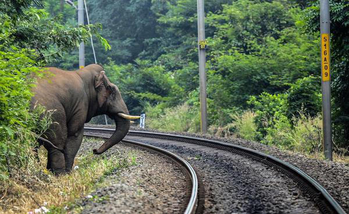 File photo of a wild elephant entering a railway track at the Kanjikode-Walayar stretch in Palakkad.
