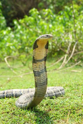 Snake Catcher In Andhra Pradesh Rescues Gigantic 13-Foot King Cobra