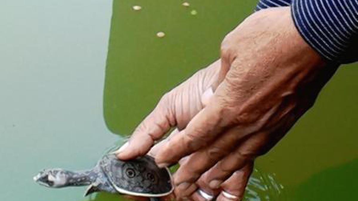 In Assam Temples Stave Off Extinction Of Turtles The Hindu 