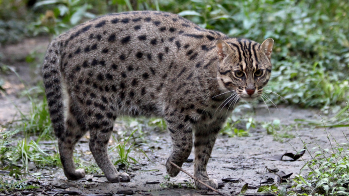 A worldwide campaign by the Fishing Cat Conservation Alliance to protect the feline The Hindu
