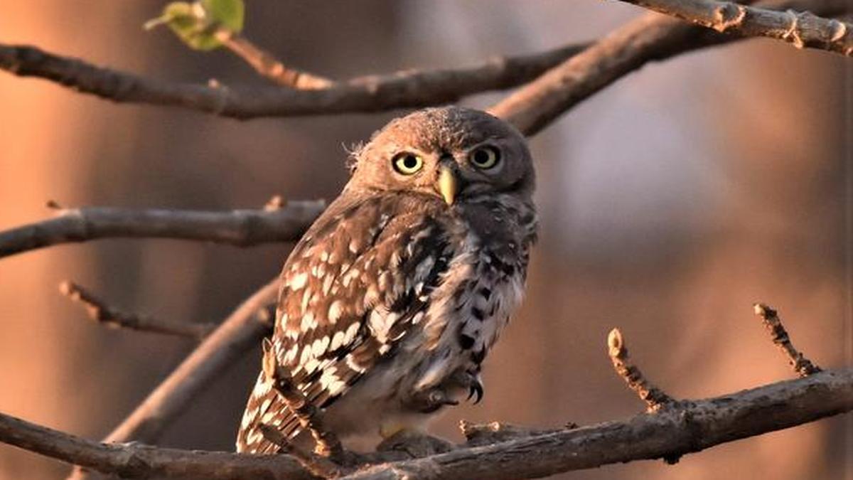 The return of the forest owlet The Hindu