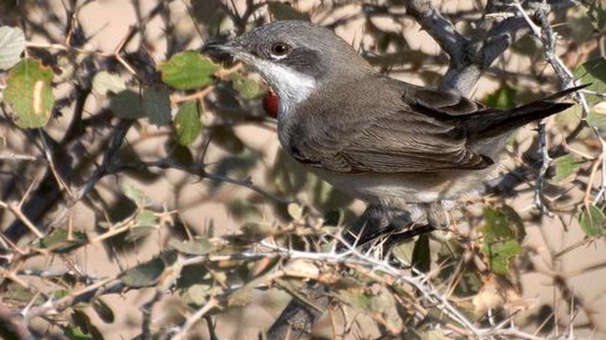 How to catch a glimpse of the Lesser Whitethroat in Delhi