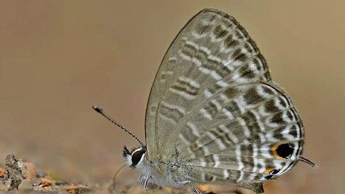 New species a-flutter in India