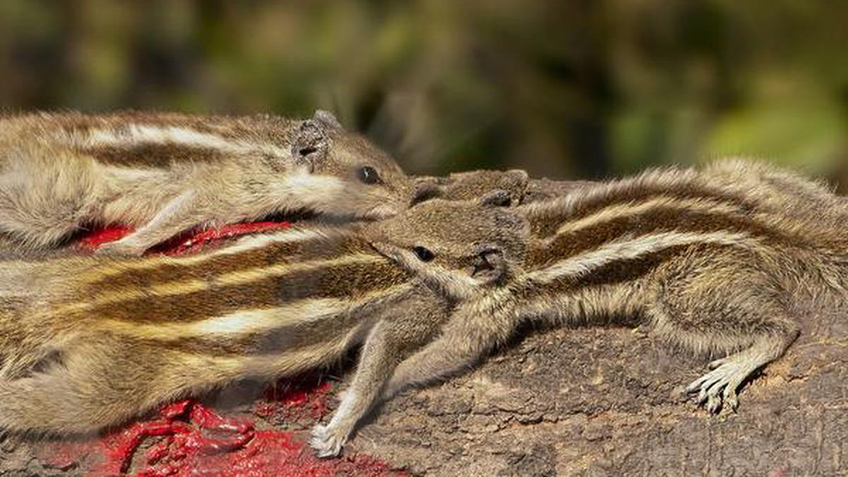 The cute rodent - The Hindu