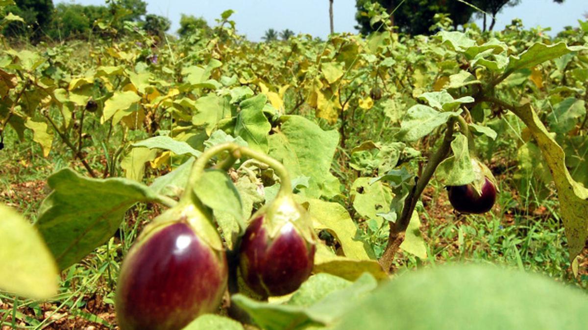 ‘Genetically modified brinjal illegally cultivated in Haryana’