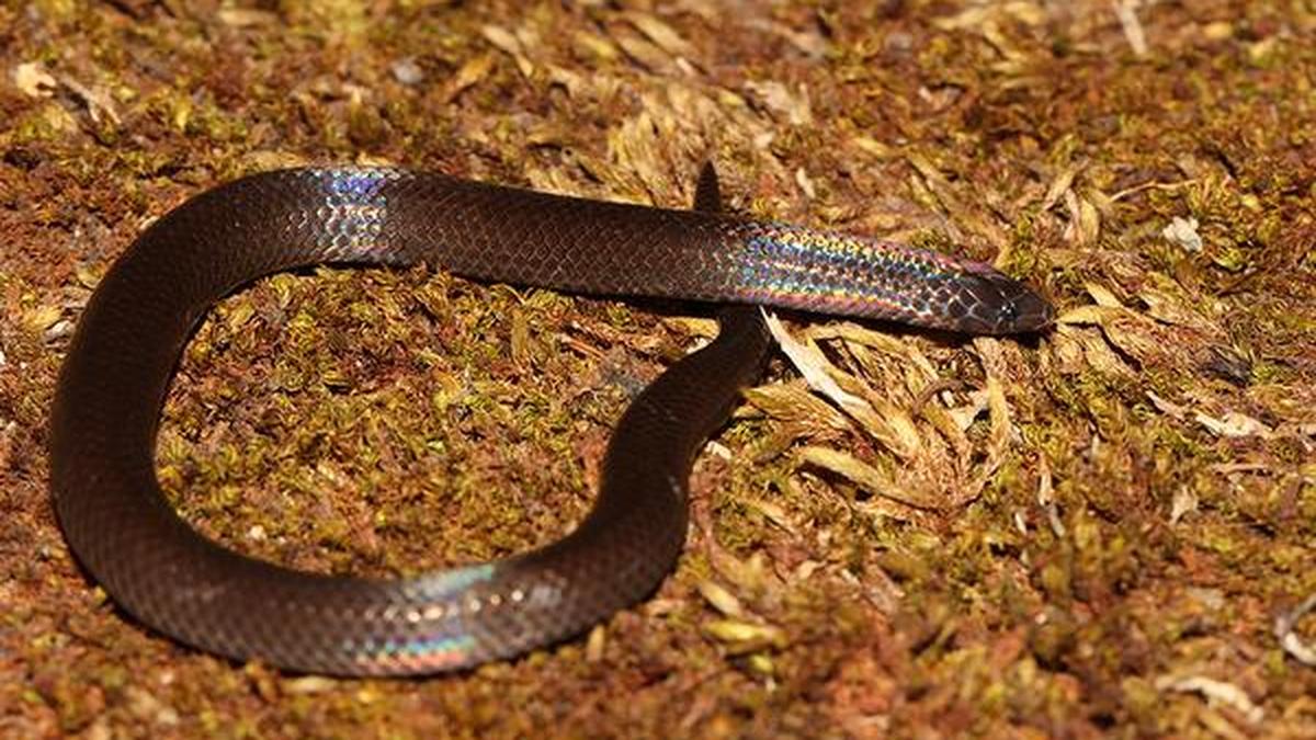 Wood snake, last seen in 1878, rediscovered by scientists The Hindu