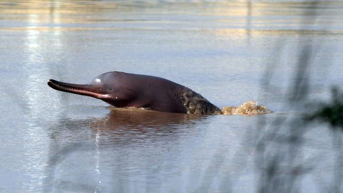 Blind dolphins in Ganga waterway