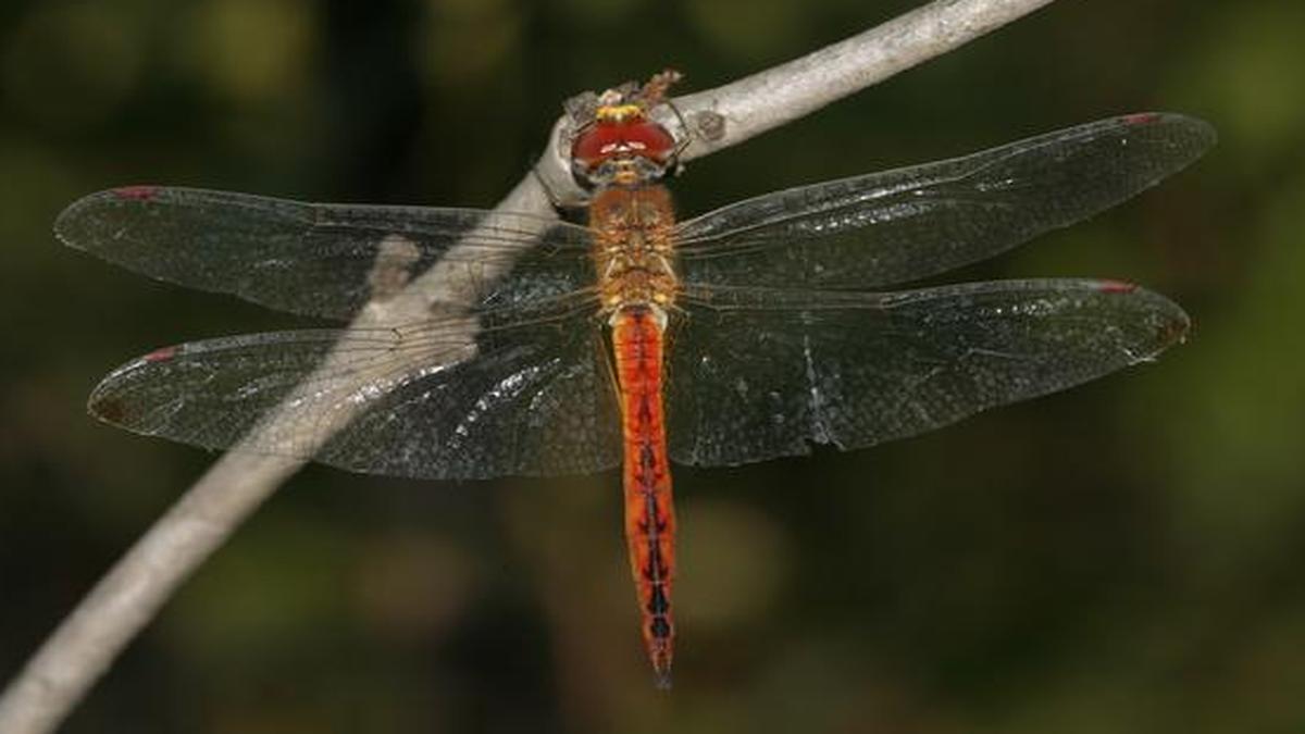 The Wandering Glider is an insect helicopter seen before and after the