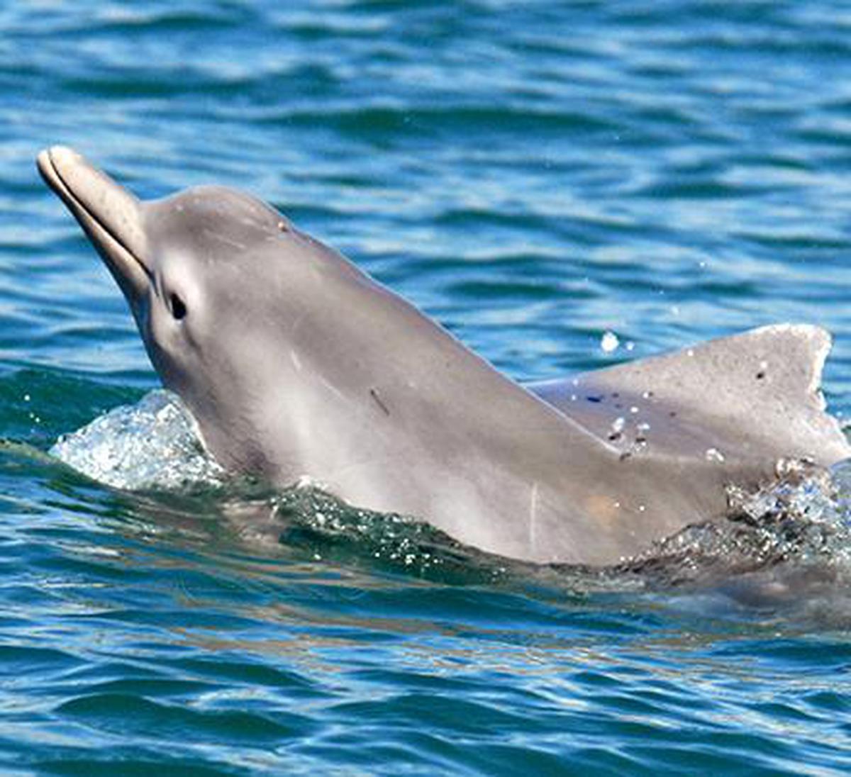 Microplastics found in dolphins' - The Hindu