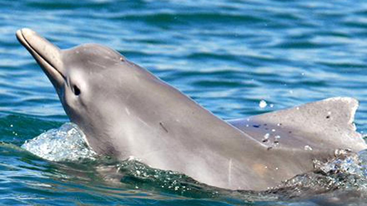 ‘Microplastics found in dolphins’