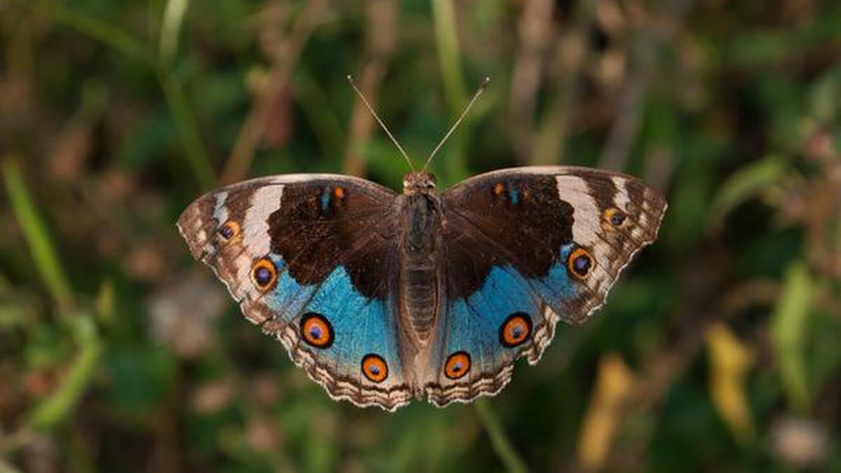 How the Blue Pansy butterfly deceives its prey