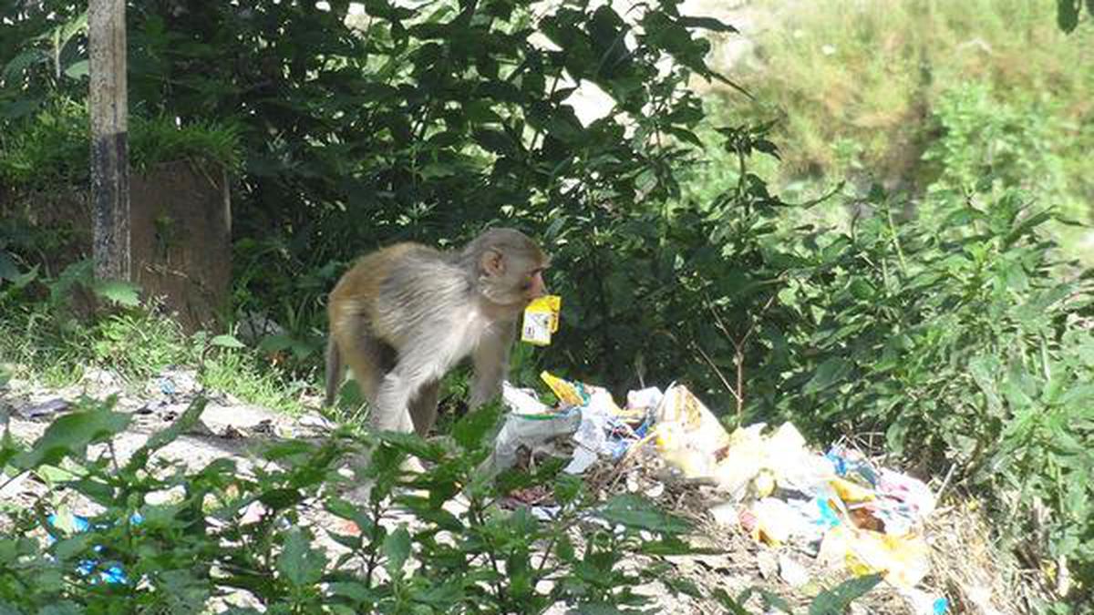 Tangled food: forest animals near villages ‘gulp’ down plastic - The Hindu